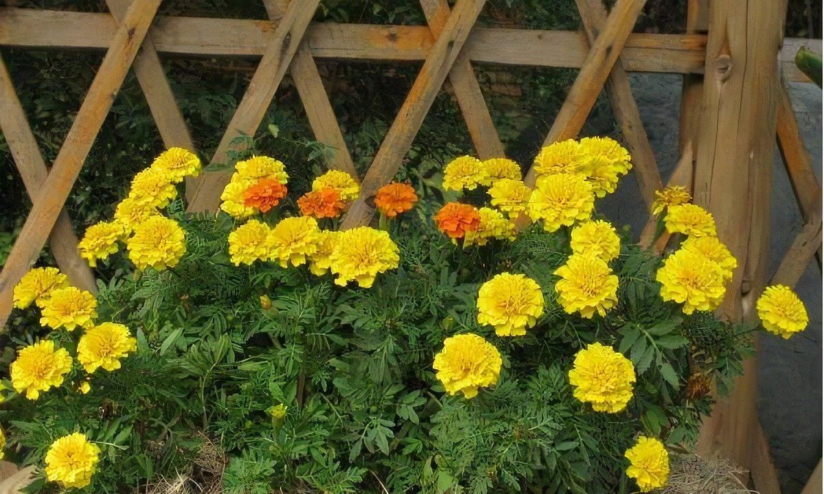 养花试试这几款，花香让人心旷神怡被称为女神花