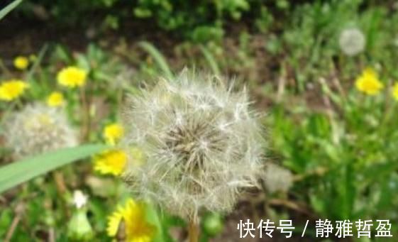 养肝|菊花配上此物,排毒养肝,给你的小肝肝洗个澡,效果非常好