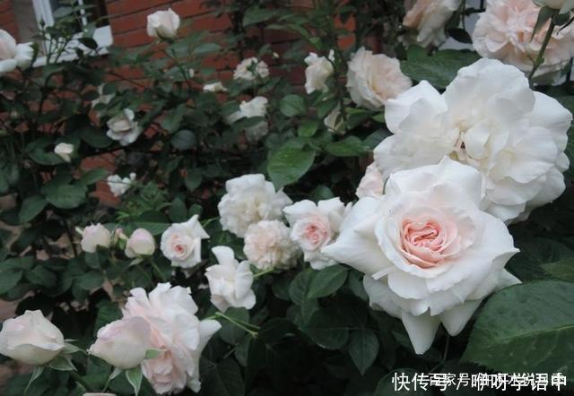 粉色|5款唯美粉色月季。美人如玉粉妆琢,粉色娇羞白如雪。抗病好养