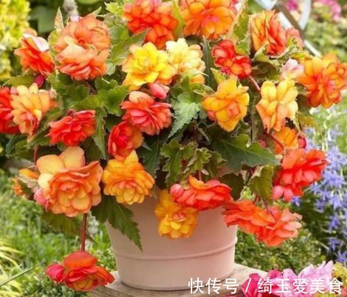 4种美丽的花,开花幽香暗淡,花型圆滚惹人爱,值得拥有