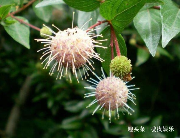 此花花姿别致,宛若受到神灵启发般晶莹剔透,呈现出秀丽夺目之感