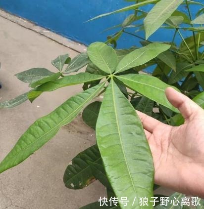 养发财树，注意1个小细节，不烂根不黄叶，嫩叶蹭蹭长，枝繁叶茂！