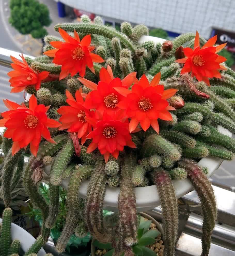 白檀怎么养?做好几点,每年都开出火红火红的花