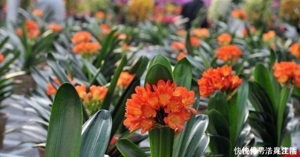 枸杞|冬天别的花可以不养,但是这6种,不养就亏了!