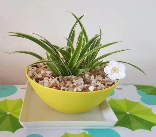 我用这方法扦插繁殖了几十盆的植物,薄荷、吊兰轻松培育