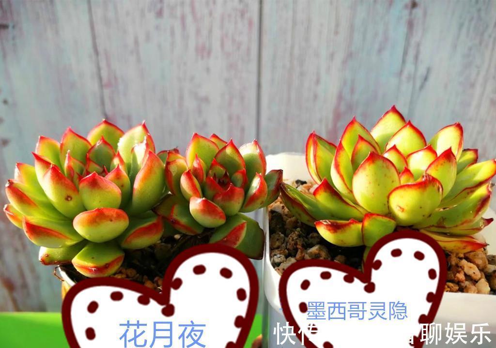 养护|多肉新手养护清单,好养好看爱出状态的多肉,是最好选择