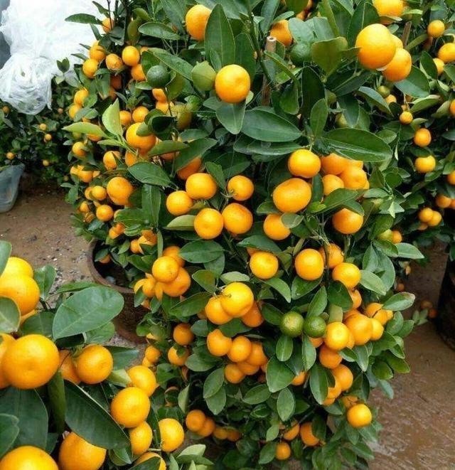 橘子|3种盆景,完全不怕寒冷,下雪也好好的,北方的花友就养它吧