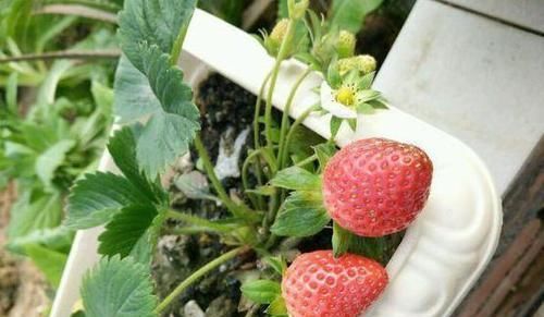  植物|学会制作、使用水果皮酵素养花，什么植物都能养得特别好