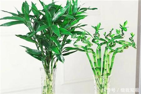 茉莉花|此6种花,冬季要懒养,丢阳台别管,反而长得好