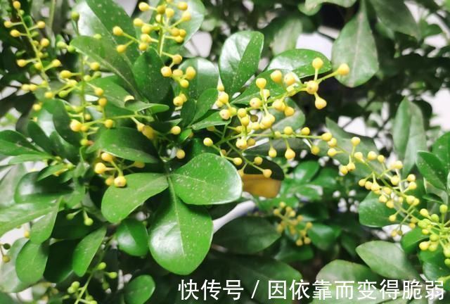 太阳花|7种花适合三伏天,越热越旺,越晒越香,花期长达小半年