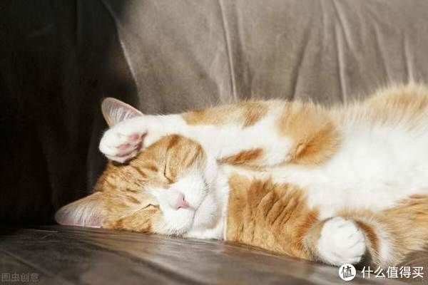 猫生|爆笑治愈的猫生漫画,你不是猫,你怎么知道猫怎么想?