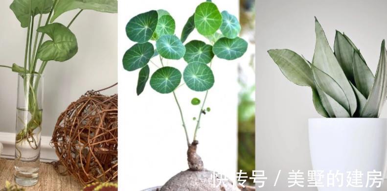 水溶肥|夏季给植物盆栽施肥，有3个忌讳点，做错了就会黄叶烂根