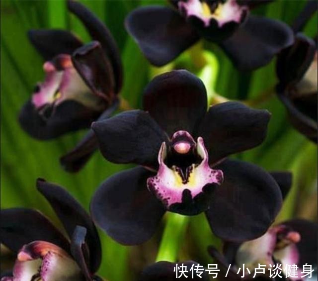 最不像兰花的兰花,被誉为是兰花界的“黑魔法”,值得居家养护!