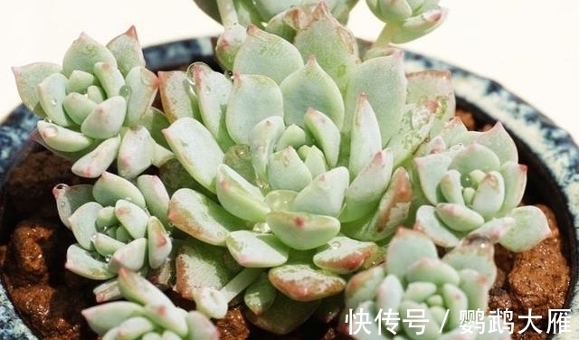 休眠|喜欢能爆一圈侧芽的多肉,就别惦记观音莲了,选2种多肉不后悔