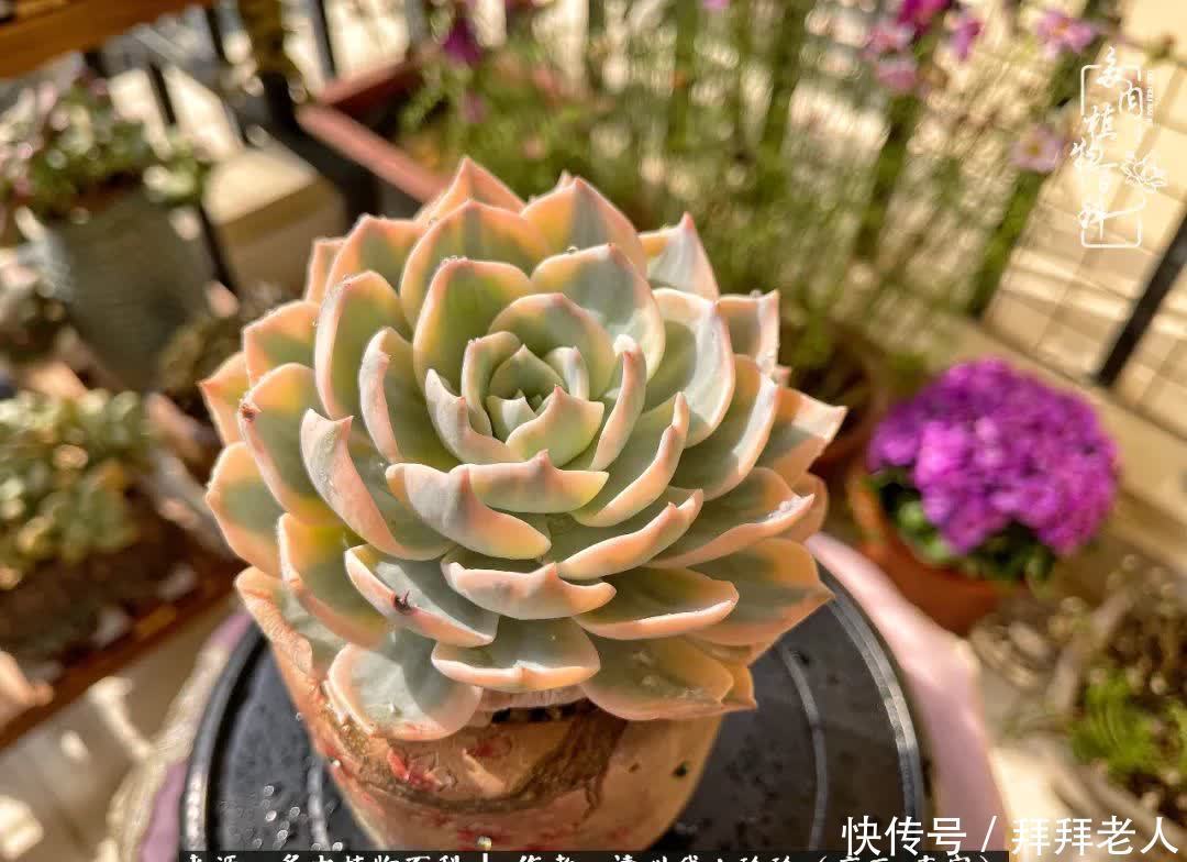 多肉与我,不负时光韶华!