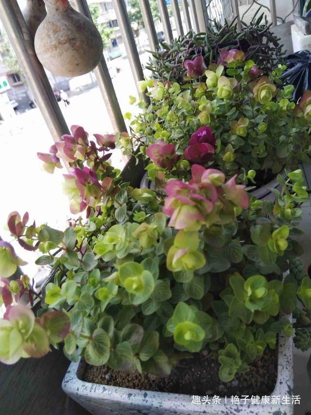 这些花卉便宜又好养,阳台盆栽上几盆,全年开花不停,香飘溢满屋