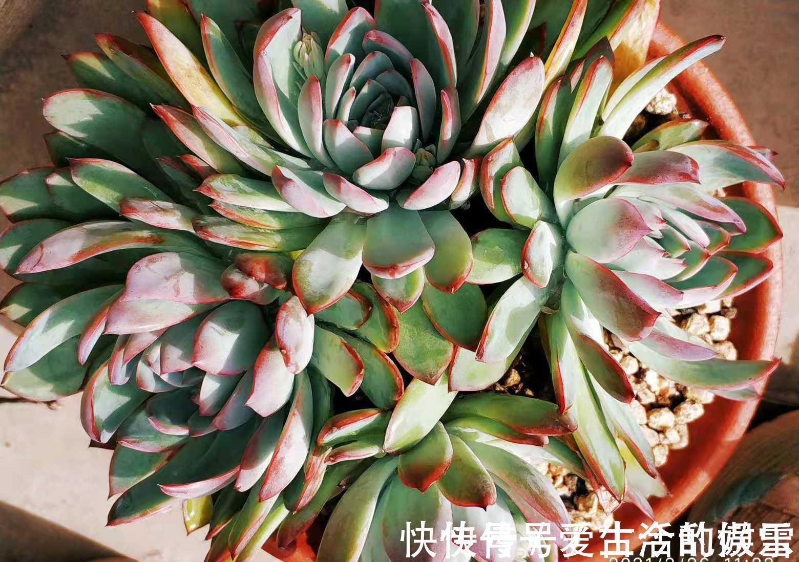 黄金花|养多肉不想买土?试试此8个品种,它们可以说是最不挑土的多肉了