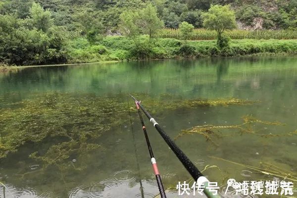 水质|钓鱼不钓草,完全瞎胡跑找个草窝就开钓,那离“扑空”不远了