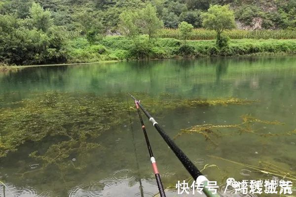 水质|钓鱼不钓草，完全瞎胡跑找个草窝就开钓，那离“扑空”不远了