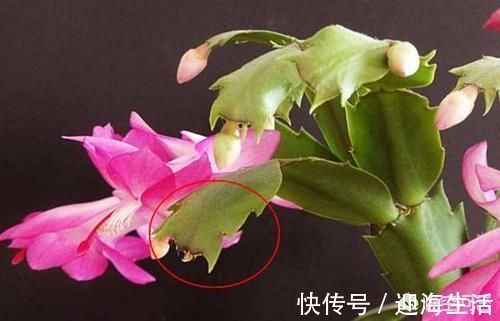 根腐病|外边买的蟹爪兰花苞特别多有时一个叶片上就有五六个,商家是怎么做到的?