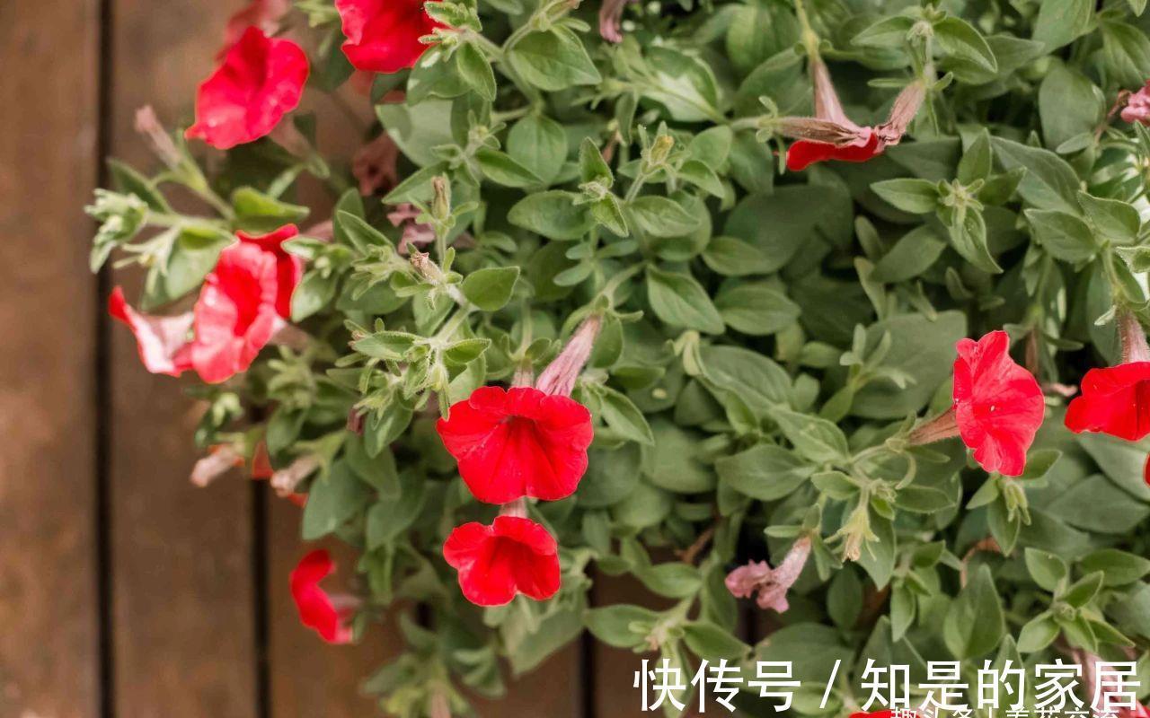 盆栽|养盆栽矮牵牛的时候掌握这几点,可以避免病虫害滋生