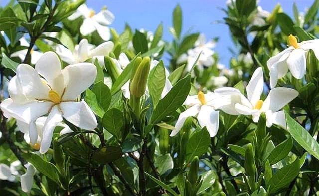 栀子花叶子打蔫没精神，从四点入手，做好叶片油绿精神，花开满枝