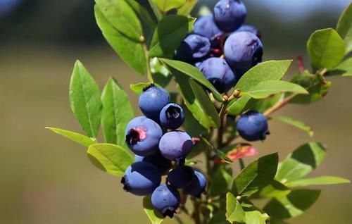 维生素c|高血脂患者不用怕,每天都吃这4种“水果”,稳定病情越活越年轻