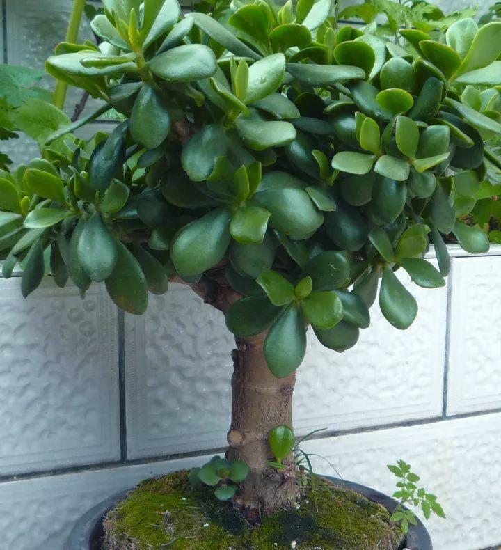 发财树|七种带“钱”的花，好看又好养，寓意吉祥，财源滚滚，建议养一盆