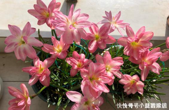 不喜欢太折腾，就养3种花吧，不管天气如何多变，都能长得旺