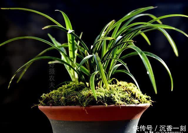 夏天|夏天如何管理兰花，才能确保不会烂根？这3点非常重要