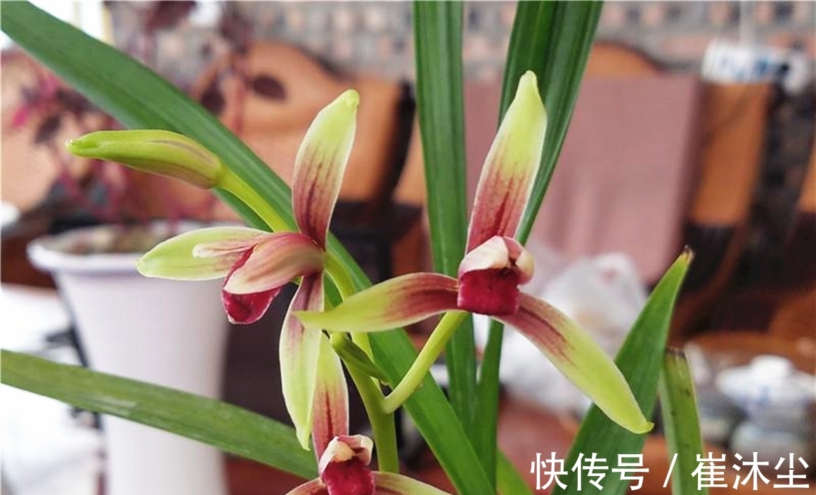 它是兰花界的“龙头”,存世量少,辨识度高,见到别错过