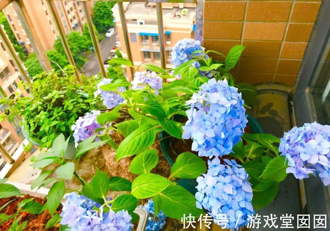 自来水|养花不会浇水吗?六大口诀记心间,养啥都能长得旺