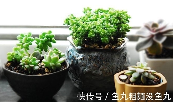 植物|养花为什么要换盆，什么时候换盆，怎么换盆才合适？