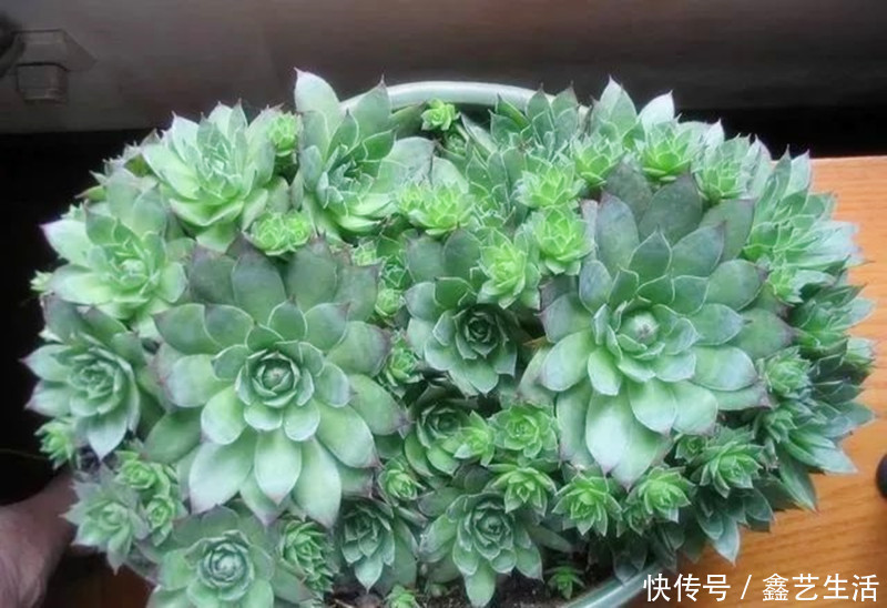 最全多肉养护法!十足干货!自己收藏就不用问别人啦!