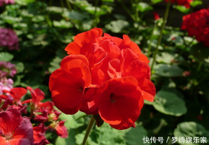 天竺葵|3种“懒人花”,30天不管,反而花开“爆盆”,浇水勤快却危险