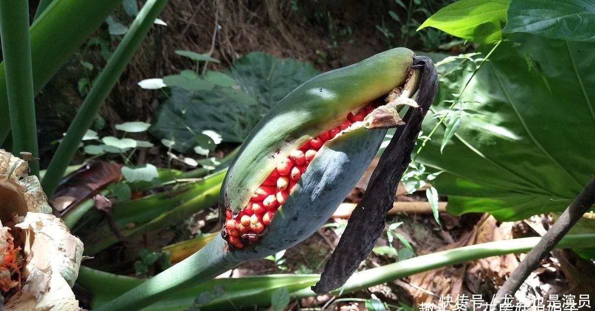 学会了这些养护上的事,养了20年的滴水观音,终于开花结果了