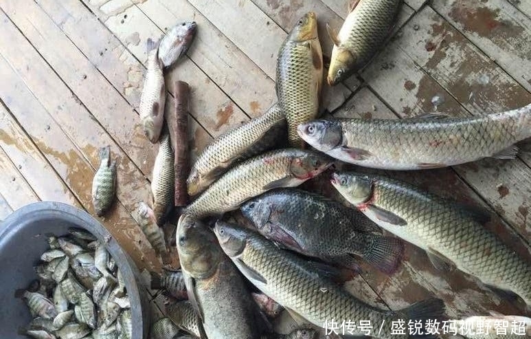 很多钓友都不信,用此方法钓草鱼能爆护,实践才是真理