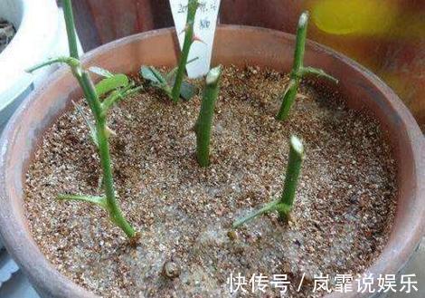 养花|立冬要来了,3种植物赶紧“扦插”,插上就活,错过等一年!