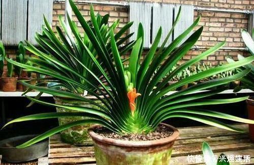 养护|君子兰这样养护，一年开两次花也不是不可能
