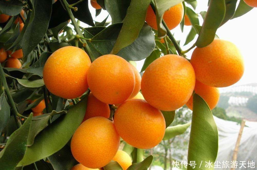 海内外|农村一“金蛋”,经常吃皮不吃肉,腌制后是极品,畅销海内外