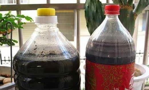 开春了,给茶花喂勺黑绿水,浇几次后猛长新芽,大花一朵接一朵!