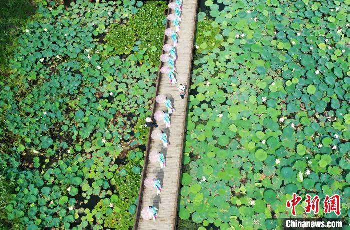 荷花淀|安徽淮南：千亩荷花绽放淮河腹地焦岗湖