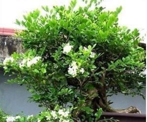 阳台上|别再养绿萝了，此花堪比空气净化器，沾土就活，比茉莉还要香