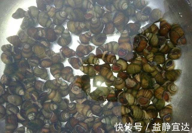 泥沙|洗田螺的时候加几滴它,让田螺自己快速吐泥沙,又快又干净!