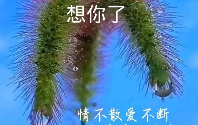 有一种思念叫,只关注不打扰;爱你,想你时才