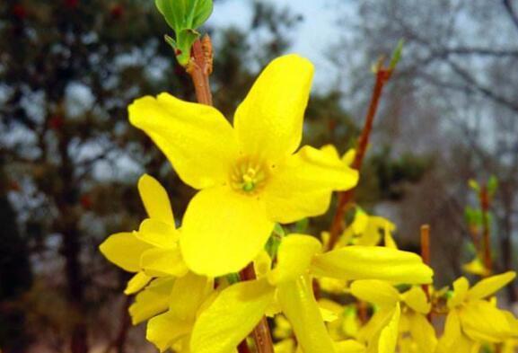 想养花不妨养“它”,不但开花一串,还有巧克力香味,好闻极了