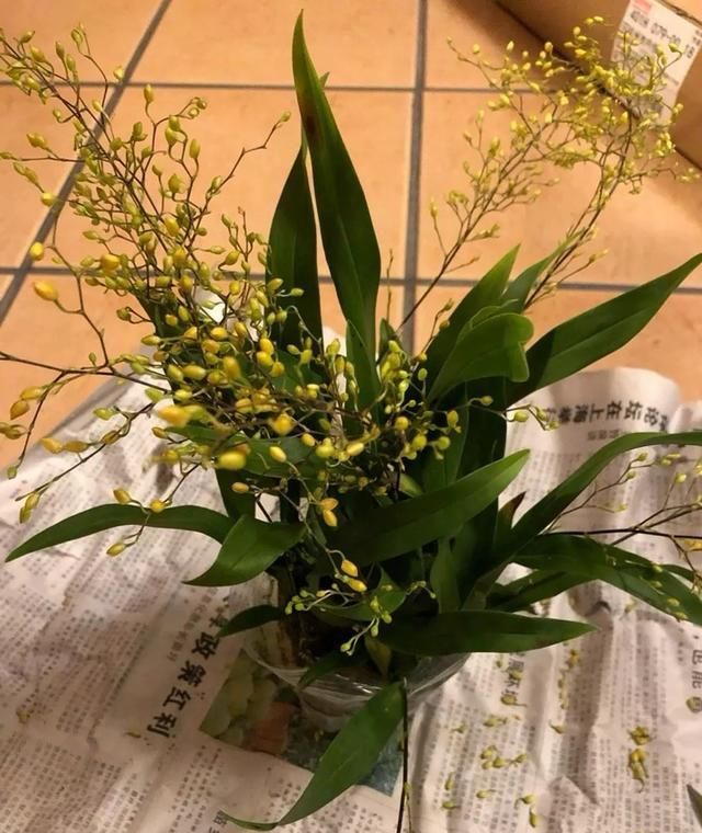 迷你文心兰每年买？这样养只要买一次，年年度能开花