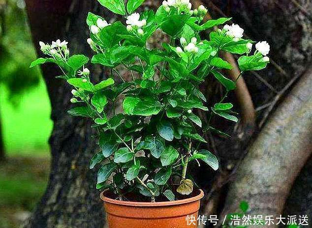 阳台上|3种花爱“晒太阳”,阳台随便养一盆,一开就爆盆,比香水还好闻
