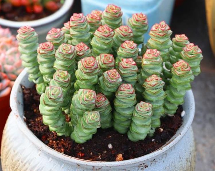 家养这些植物，不仅有很好的观赏价值，更有着招财进宝的寓意