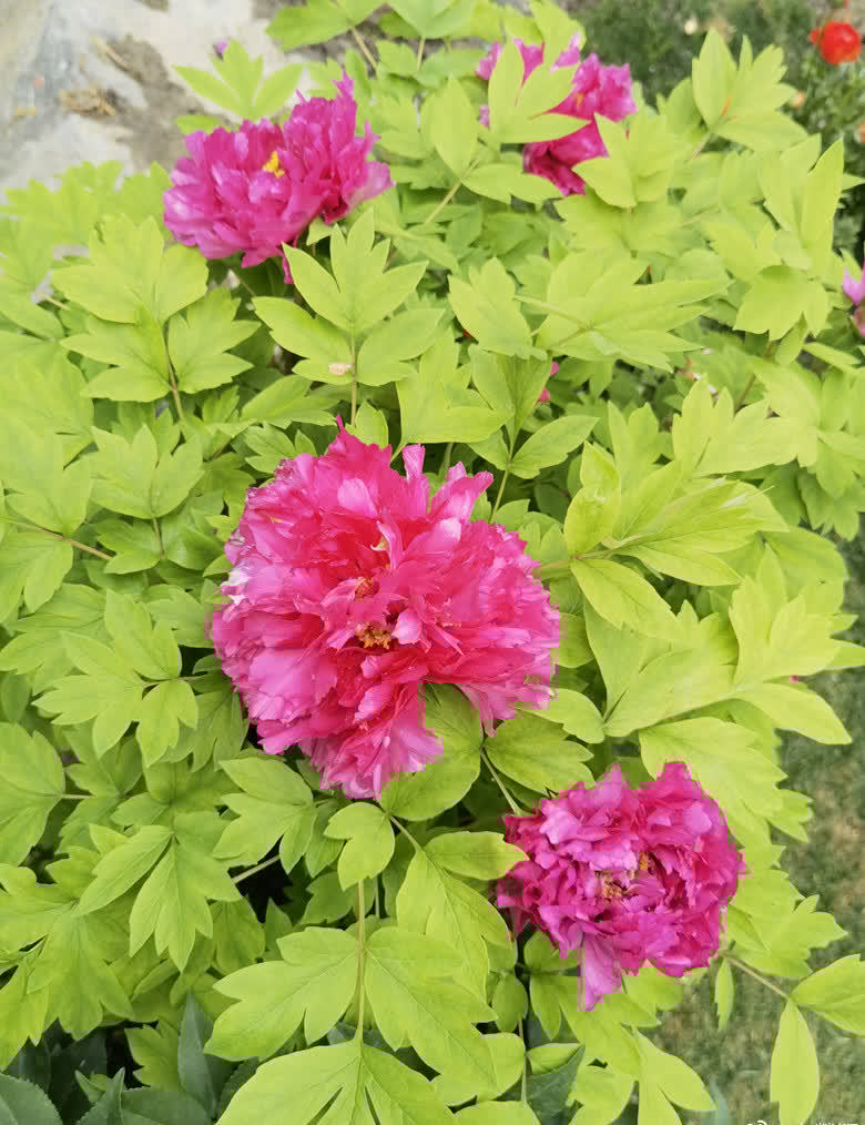 鄒市明吳尊劉畊宏等家庭聚會 網(wǎng)友直呼重現(xiàn)爸爸去哪兒